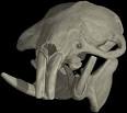 Digimorph - Heterocephalus glaber (naked mole-