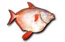 NOAA Ocean Explorer: Census of Marine Life 2002/2003: Moonfish