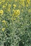 File:<b>Brassica napus</b> 3.jpg