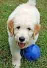 A Good Day for Goldendoodle