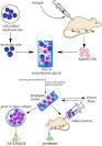 <b>Monoclonal antibodies</b> smaller.