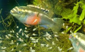 Pelvicachromis pulcher  Images?q=tbn:ANd9GcQFDhOFvi8XMTIgFmLohNWP7eXBl7Hx4yJR6-l1RcDkr4WOURVCDw