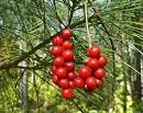 <b>SCHISANDRA</b> BERRY