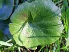 Navelwort leaf - via Daymix
