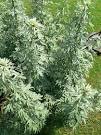 <b>Artemisia absinthium</b> -