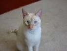 Colorpoint Shorthair Cat Breed