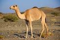 جمل pronunciation