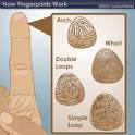 HowStuffWorks "What are fingerprints?"
