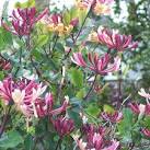 including the hummingbird hawk moth. Bullfinches, warblers and thrushes - via Daymix