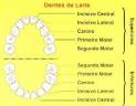 <b>Dentição Permanente</b>