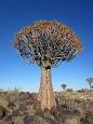 Wildlife of Namibia - Wikipedia, the free encyclopedia