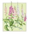 Botanicals : Acorn Designs, Images from nature on ecological papers