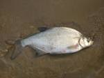 Carp bream - Fish Reference Library - redOrbit