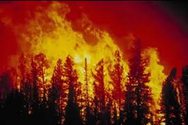Wildfire