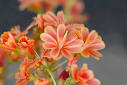 属学名：Lewisia cotyledon - via Daymix