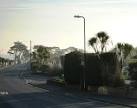 Palm trees, Pampas Grass, Penwill Way, Clennon Valley - via Daymix