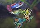 Tim's Tropical Fish Gallery - closed to new uploads. - Guppy guys ...