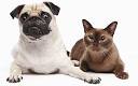 Record numbers of family pets abandoned as economic crisis deepens ...