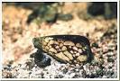 10 Most Poisonous Animals in the World | Village Of Joy