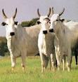 Breeds of Livestock - Nelore Cattle