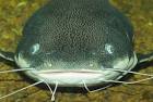 The Life of Animals: Catfish