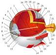 Eye - Wikipedia, the free encyclopedia