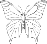 Butterfly Outline | ClipArt ETC