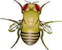 Exhibit: Mutant Fruit Flies - Drosophila Genetics | Exploratorium