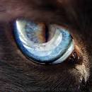cat eye   blue   siamese