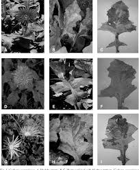 Resultado de imagem para Vermicularia oblonga