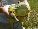 Frog Forum - African Bullfrog - Pyxicephalus adspersus - Care and ...