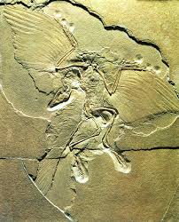 Archaeopteryx Images?q=tbn:ANd9GcQGxvRK9F0e2q_im11-KNO1zTERMK1MN8nSvX-ii2BcQoaYaWo&t=1&usg=__DPAwIDyqhXJAB7G3ERejVEemtUo=