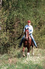 Foto american saddlebred horse lisa rosenberger hengst frühling Bild #