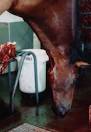 Animal Aid: Bred to death