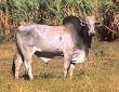 Zebu - Wikipedia, the free encyclopedia