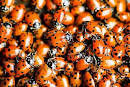 How To Start a Ladybug Garden! The benefits of having ladybugs in ...