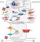 In <b>aldosterone</b> target cells,