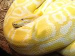 File:BURMESE PYTHON 02.jpg - Wikipedia, the free encyclopedia