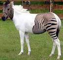 Who's your zonkey ? Bare White Walls