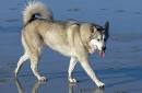Domestic-Dog Breed Information &amp; Pictures at Petyourdog.