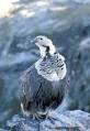 Anything More Serious Than Himalayan Snowcock?! : Serious Bird ...
