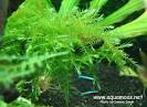 Willow Moss - Fontinalis antipyretica. How to grow Aquatic Moss ...