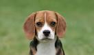 Beagle Breed Information