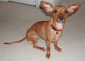 Chiweenie, Chiweenies, Chihuahua Dachshund Hybrid Dogs