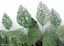 Soybean defoliation
