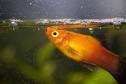 Platies - Livebearing Tropical Fish