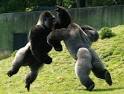 ZOOLOGY WEB PAGE PROJECT