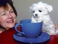 Is Scooter the Maltese terrier the smallest dog in the world ...