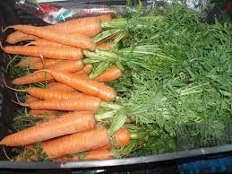 CAROTA CON FOGLIE
