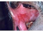 A digital manual for the early diagnosis of oral neoplasia